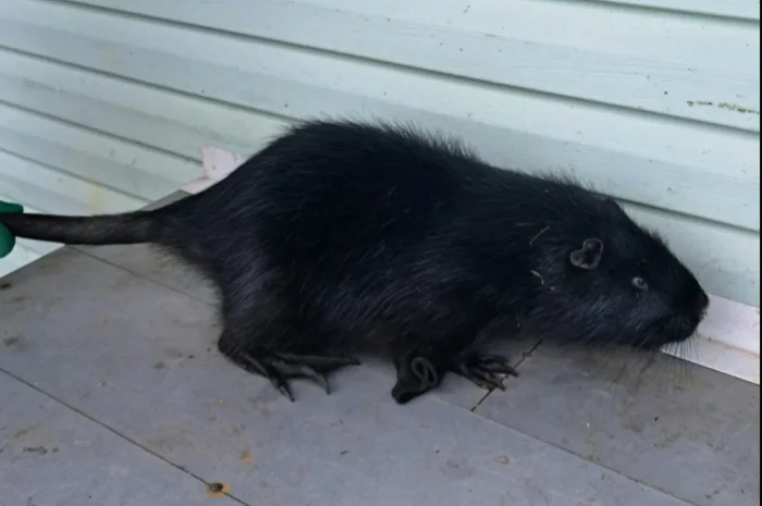 Пропонується нутрія канадська- фото № 3