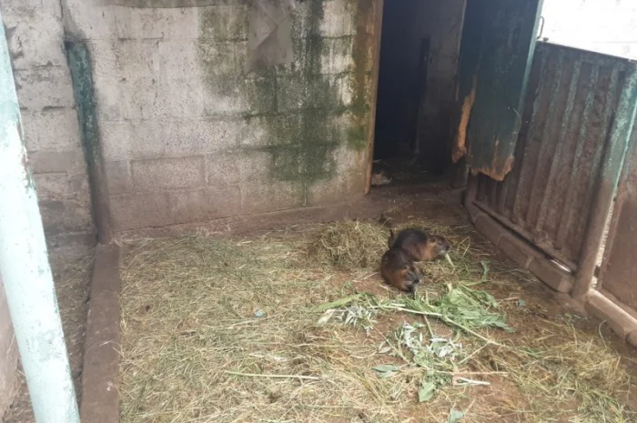 Продаются нутрии живым весом- фото № 1