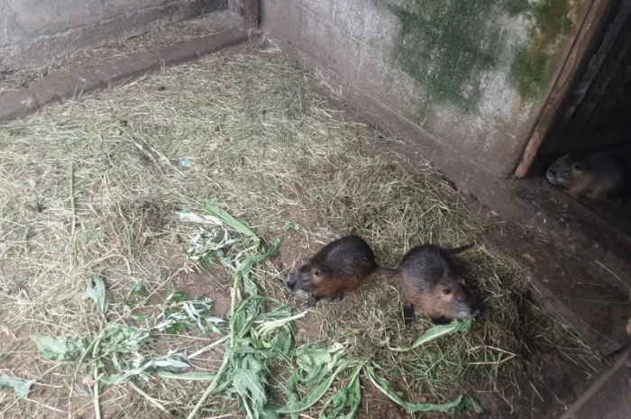 Продаются нутрии живым весом- фото № 2