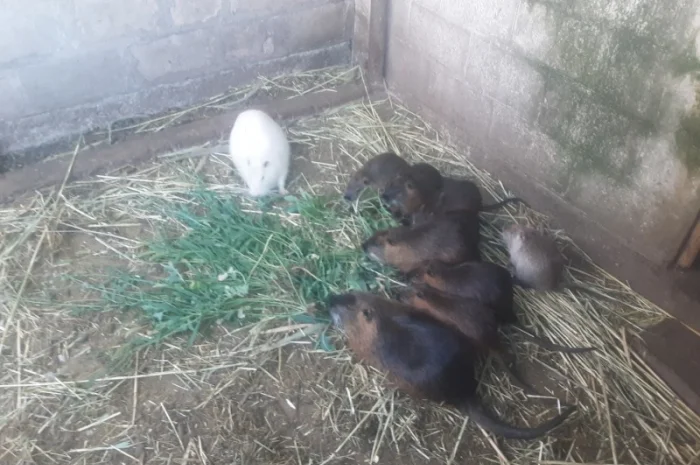 Продаются нутрии живым весом- фото № 3