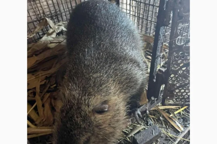 Продаются племенные нутрии разных возрастов- фото № 1