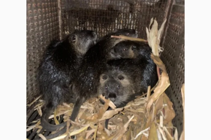 Продаются племенные нутрии разных возрастов- фото № 7