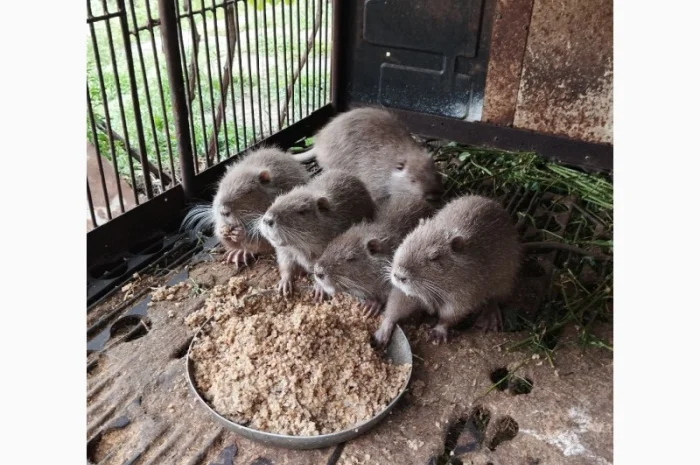 Пропозиція нутрій віком від 2 до 5 місяців- фото № 1