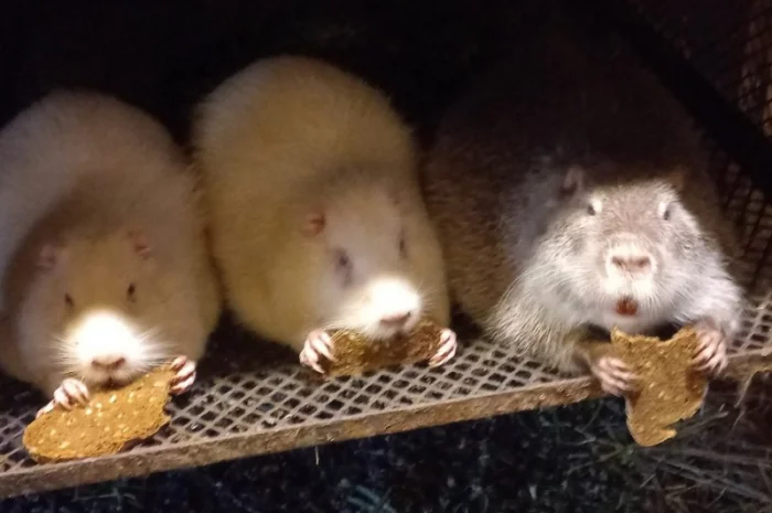 Пропонується молодняк нутрії 3-4 місяці- фото № 1