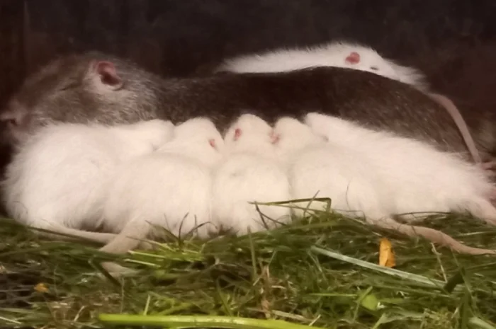 Пропонується молодняк нутрії 3-4 місяці- фото № 2