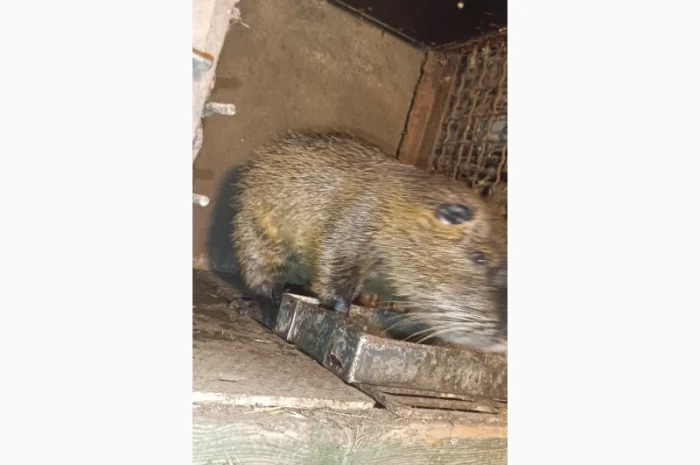 Продам Нутрій- фото № 1