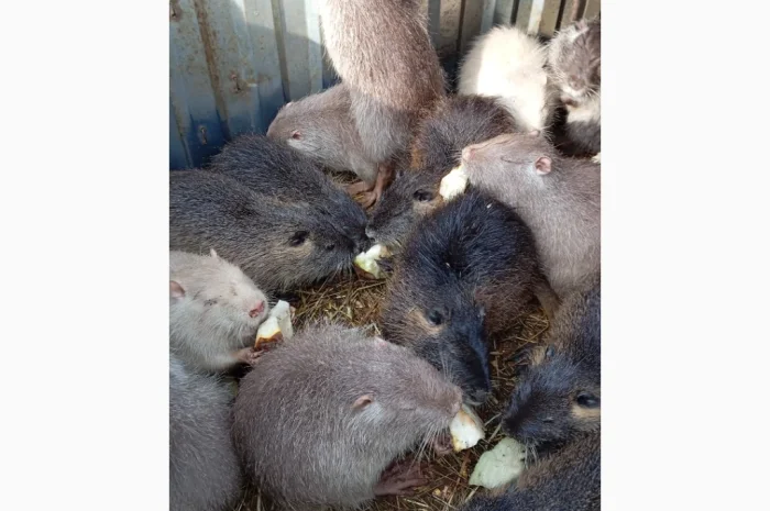 Продам молоді нутрії є самки і самці- фото № 3