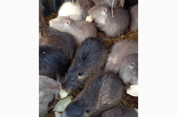 Продам молоді нутрії є самки і самці- фото № 6