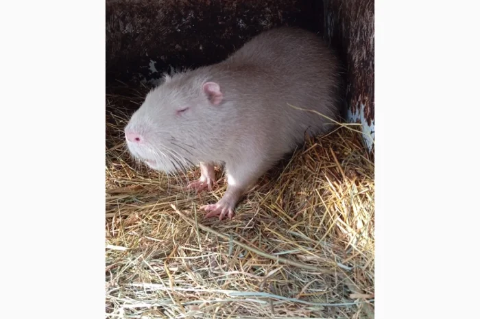 Продам молоді нутрії є самки і самці- фото № 7