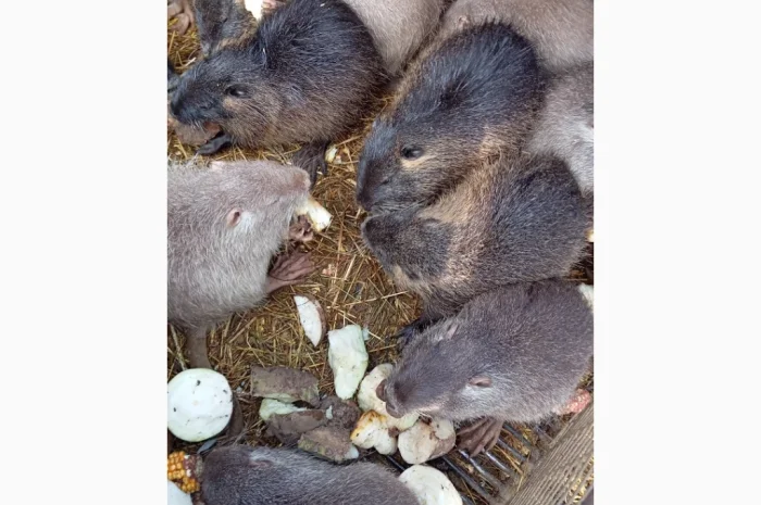 Продам молоді і кітні самки- фото № 1