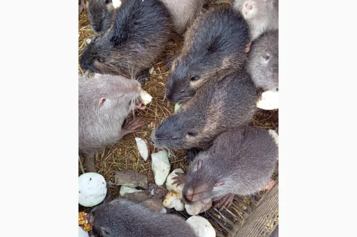 Продам молоді і кітні самки- фото № 2