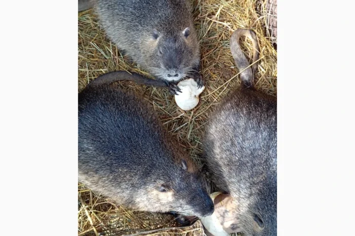 Продам молоді і кітні самки- фото № 5