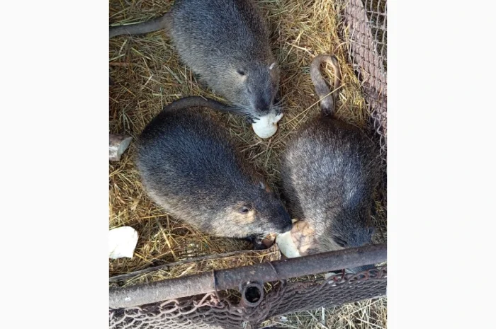 Продам молоді і кітні самки- фото № 6