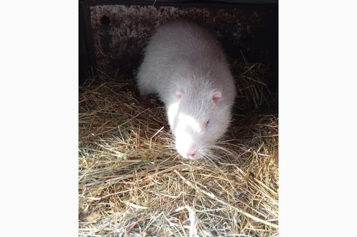 Продам молоді і кітні самки- фото № 8