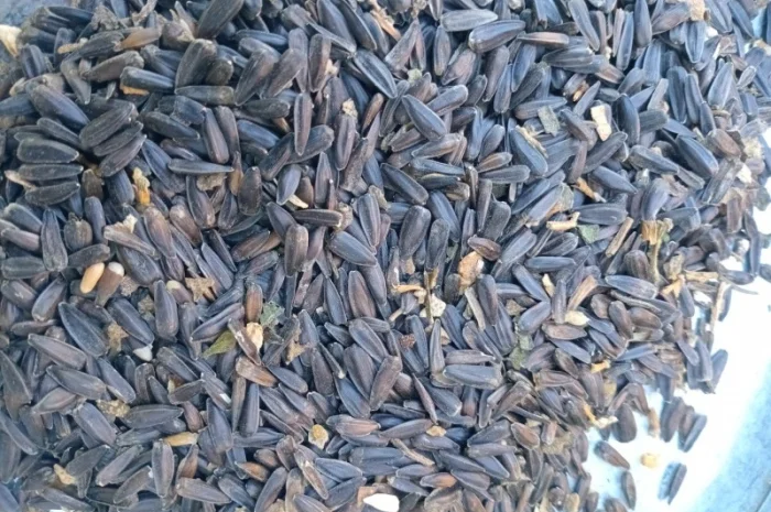 Купимо відходи соняшника- фото № 4