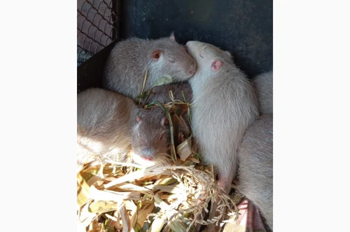 Продам молоді нутрії- фото № 1