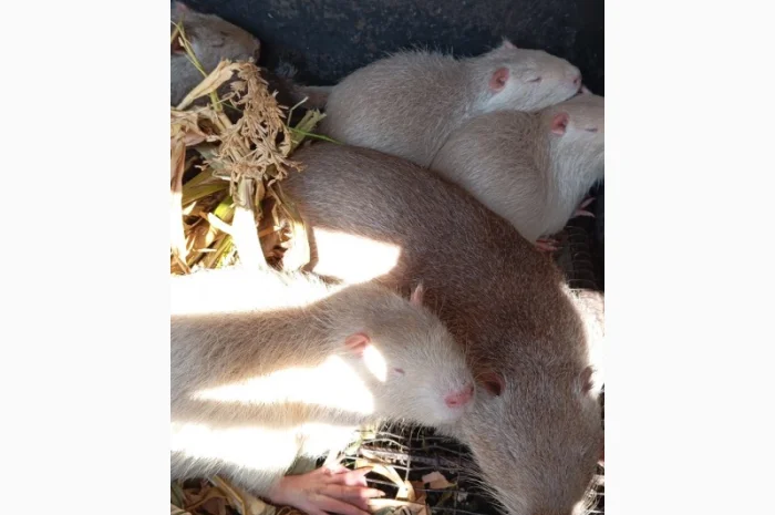 Продам молоді нутрії- фото № 2