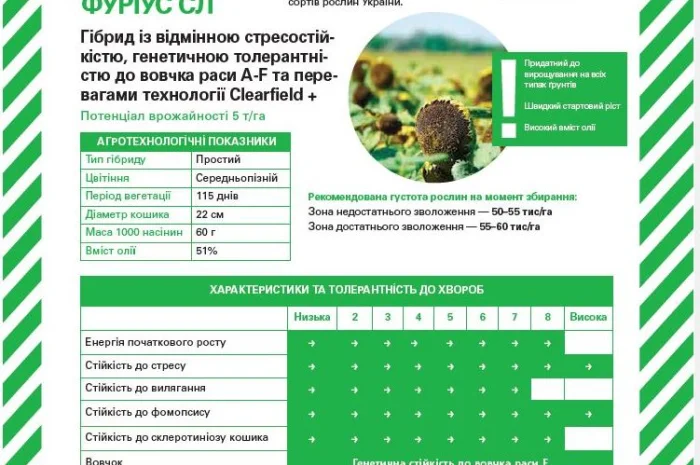 Насіння соняшнику Фуріус КЛП (Євролайтинг+)- фото № 4