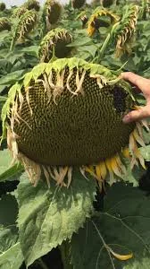 Закуповуємо Насіння соняшника олійного Дорого вся Україна- фото № 1