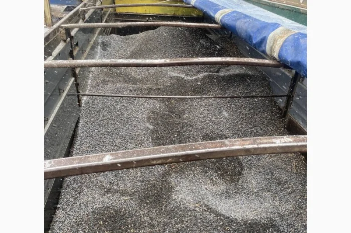 Продам калиброванный подсолнух- фото № 1