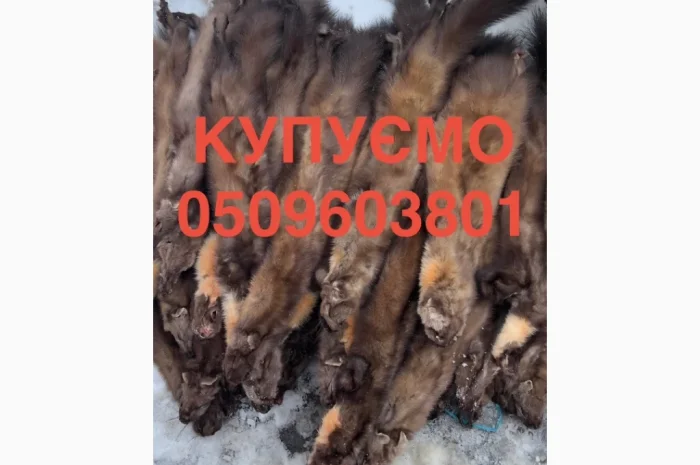 Покупаем шкурки куницы, бобра и норки дорого- фото № 1