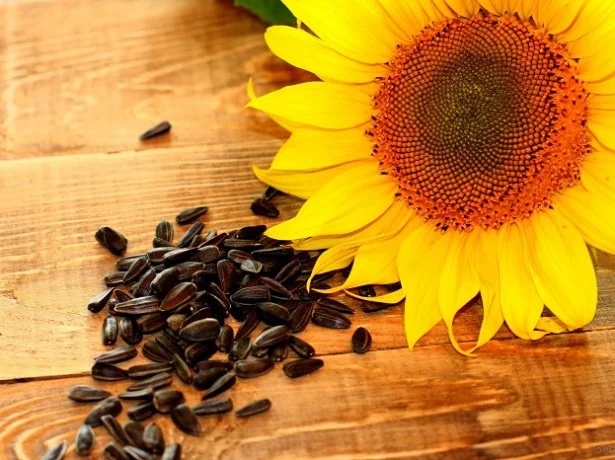 Соняшник Закупівля по всій території Украина- фото № 1