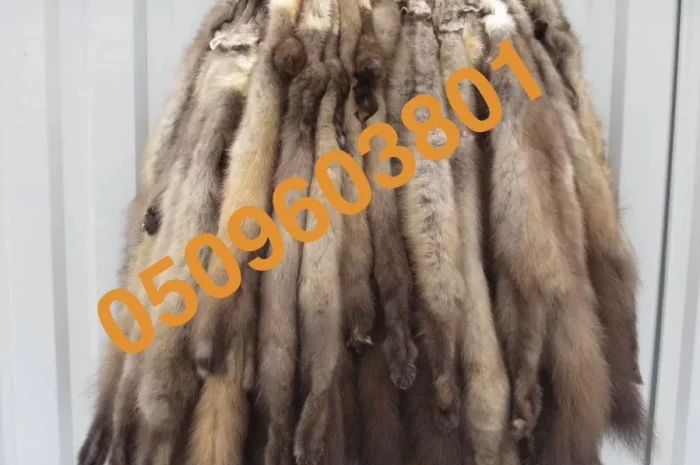 Куплю хутро куниці за ринковими цінами з швидкою виплатою- фото № 1