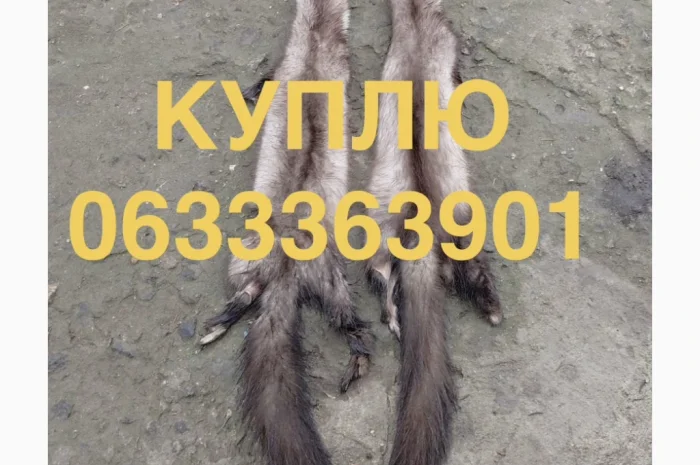 Куплю шкурки куницы каменки оптом- фото № 1