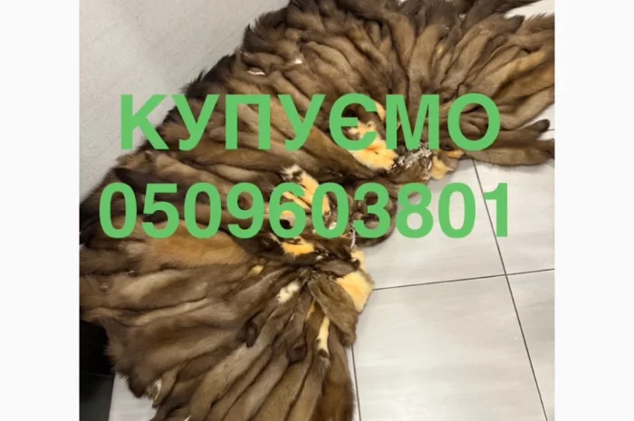 Покупаем шкуру куницы по выгодным ценам- фото № 1