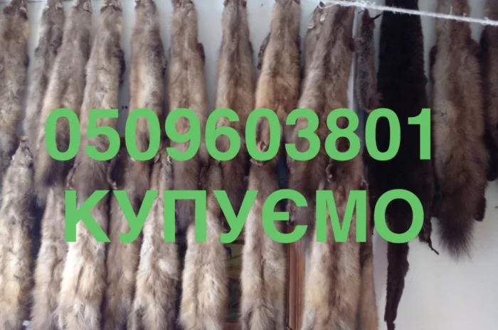 Куплю шкурки куницы и бобра дорого- фото № 1