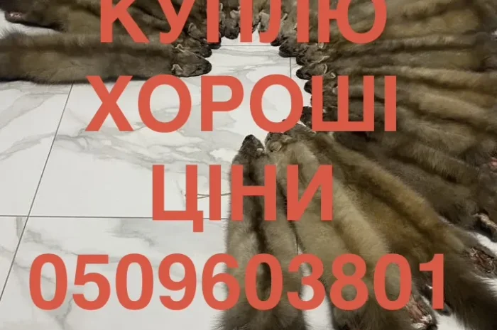 Закупаем шкурки куницы оптом по высоким ценам- фото № 1