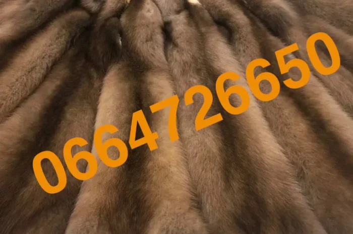 Куница лесная в наличии, отличное качество- фото № 1