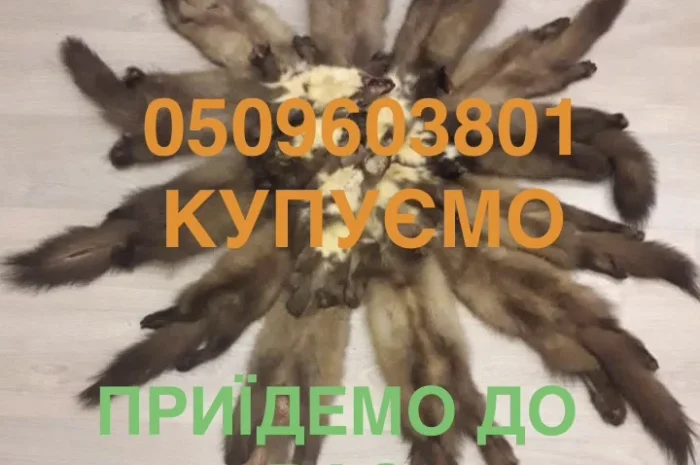 Покупаем шкурки куницы, лесной каменки, бобра, кролика и других- фото № 1