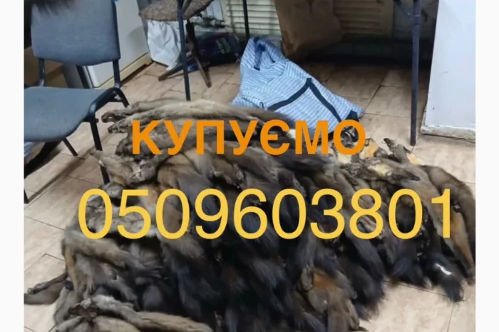 Куплю шкурки куницы лесной- фото № 1