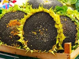 Агрозакупка семочки Соняшника 1Ф по всій Україні- фото № 1