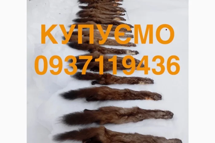 Куплю шкурки куницы и бобра по выгодной цене- фото № 1