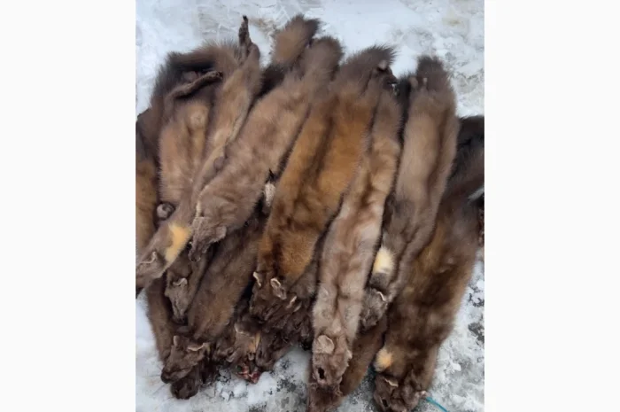 Покупаем шкурки куницы, бобра, норки и других животных дорого- фото № 1