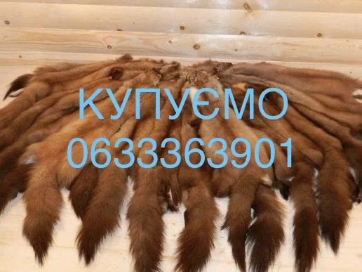 Покупаем мех куницы, бобра и кролика- фото № 1