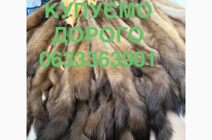 Закупаем шкурки куницы, бобра, кролика и зайца- фото № 1