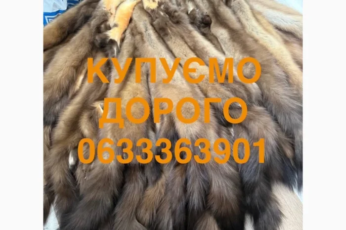 Покупаем шкурки куницы и бобра дорого- фото № 1