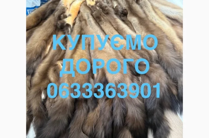 Покупаем мех куницы, бобра, кролика, зайца и выдры- фото № 1