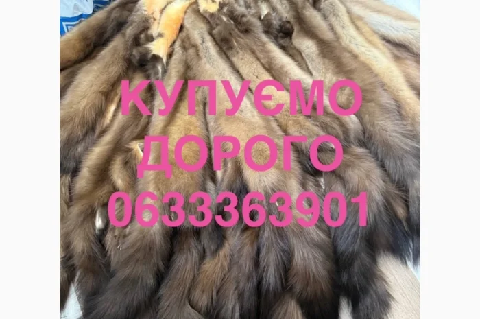 Куплю шкурки куницы оптом- фото № 1