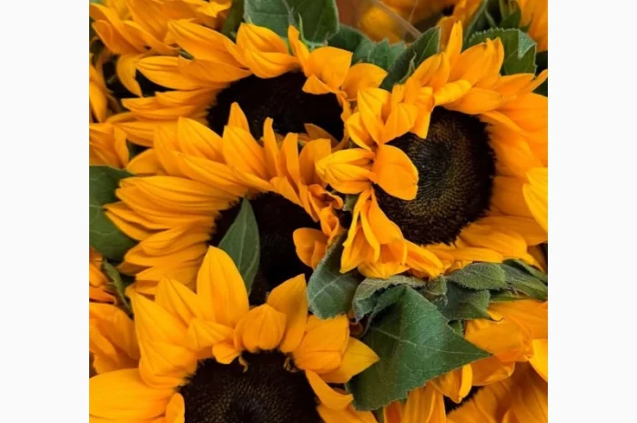 Закуповуємо СОНЯШНИК- фото № 1