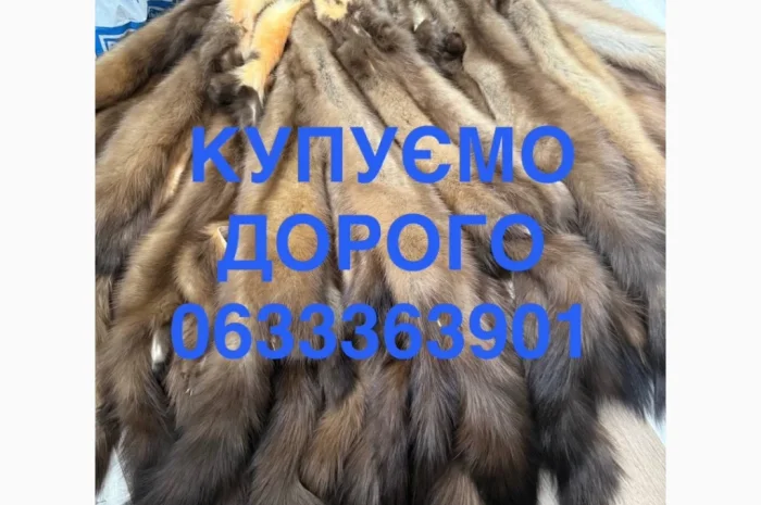 Куплю шкурки куницы, бобра, зайца и кролика- фото № 1