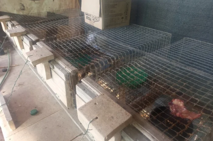 Пропонуються живі норки, дві пари- фото № 1