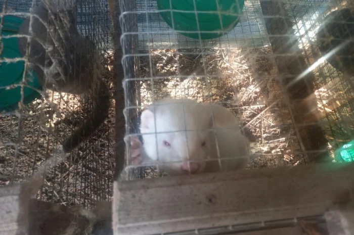 Пропонуються живі норки, дві пари- фото № 2