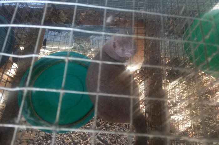 Пропонуються живі норки, дві пари- фото № 3