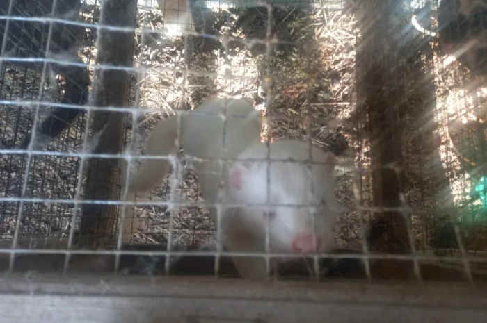 Пропонуються живі норки, дві пари- фото № 4