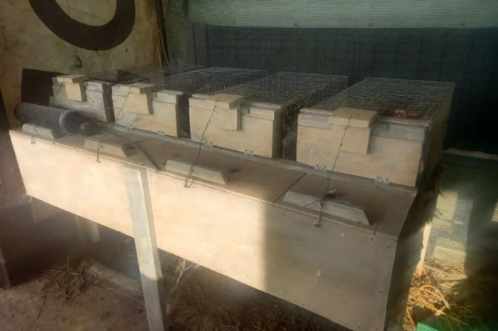 Пропонуються живі норки, дві пари- фото № 5