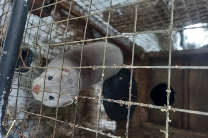 Норки самець і самка для розведення- фото № 1